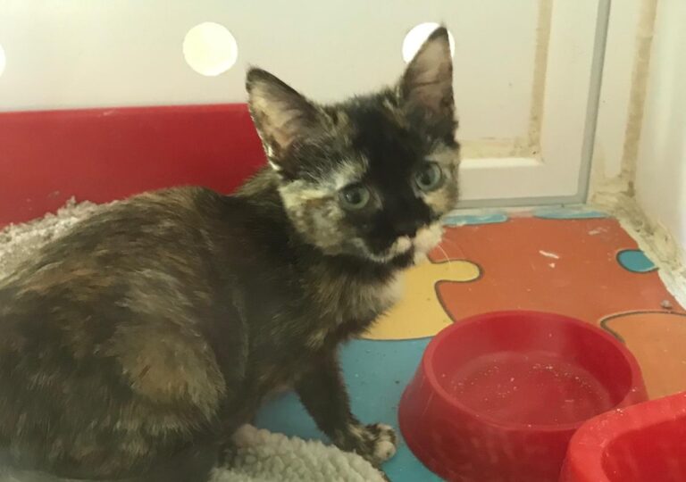 multimedia-foto69716-334-1