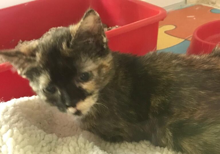 multimedia-foto69718-335-1