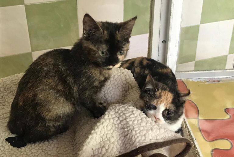 multimedia-foto69724-400-1