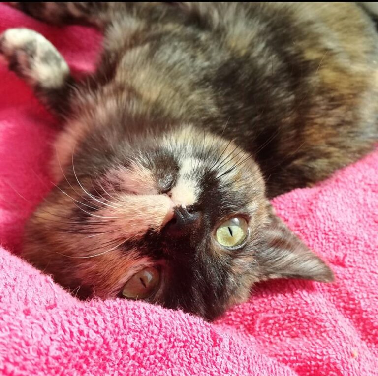 multimedia-foto69733-325-1