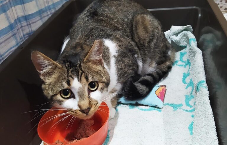 multimedia-foto69934-136-1