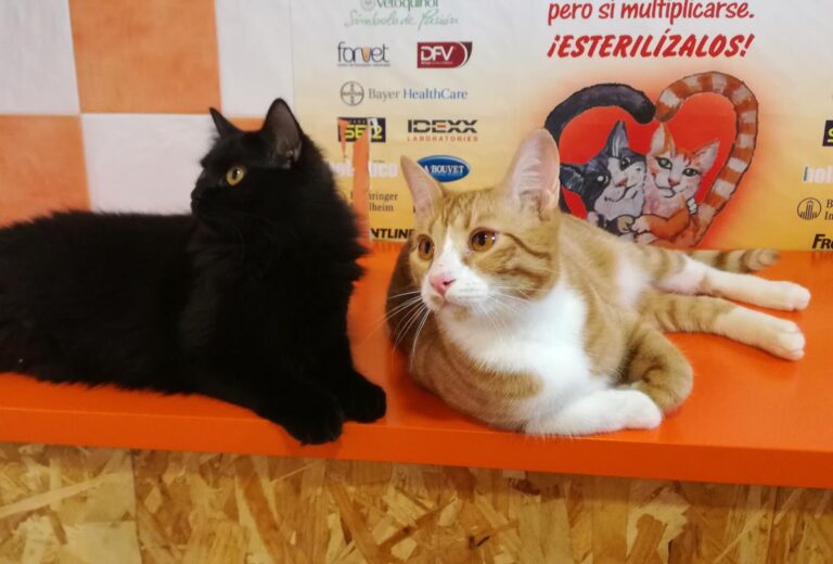 multimedia-foto69936-908-1