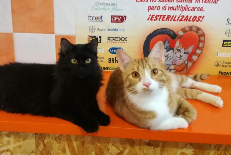 multimedia-foto69937-909-1