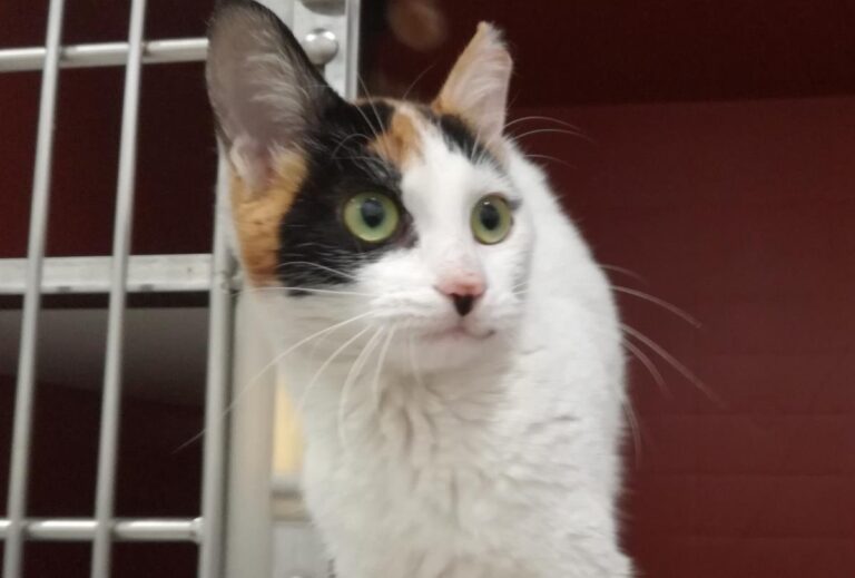 multimedia-foto69984-572-1