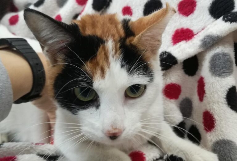 multimedia-foto69985-573-1