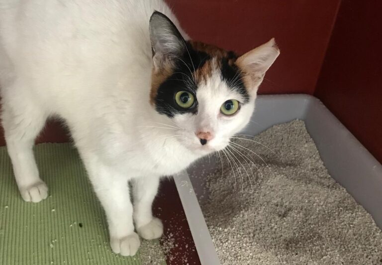 multimedia-foto69987-574-1