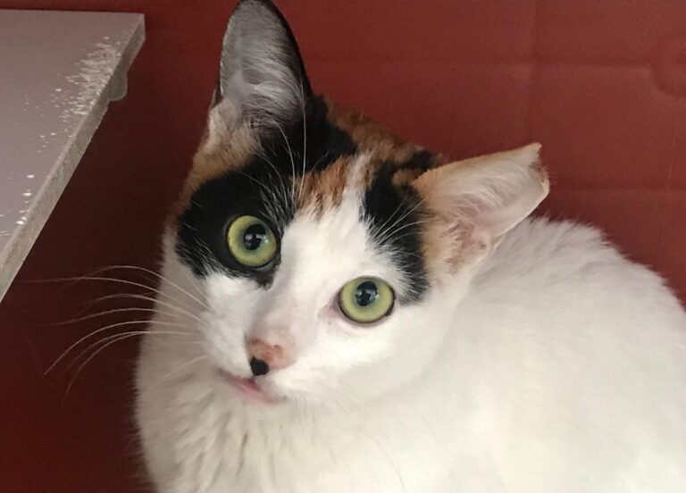 multimedia-foto69988-575-1