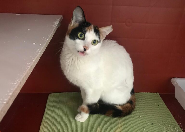 multimedia-foto69989-575-1