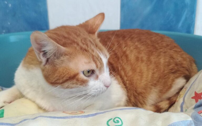 multimedia-foto70006-453-1