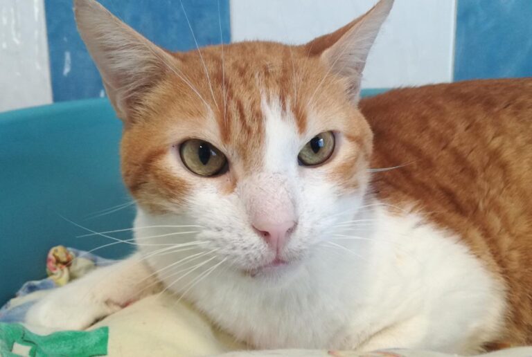 multimedia-foto70007-453-1