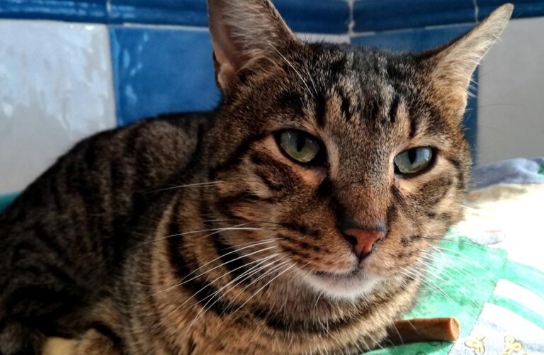 multimedia-foto70010-484-1