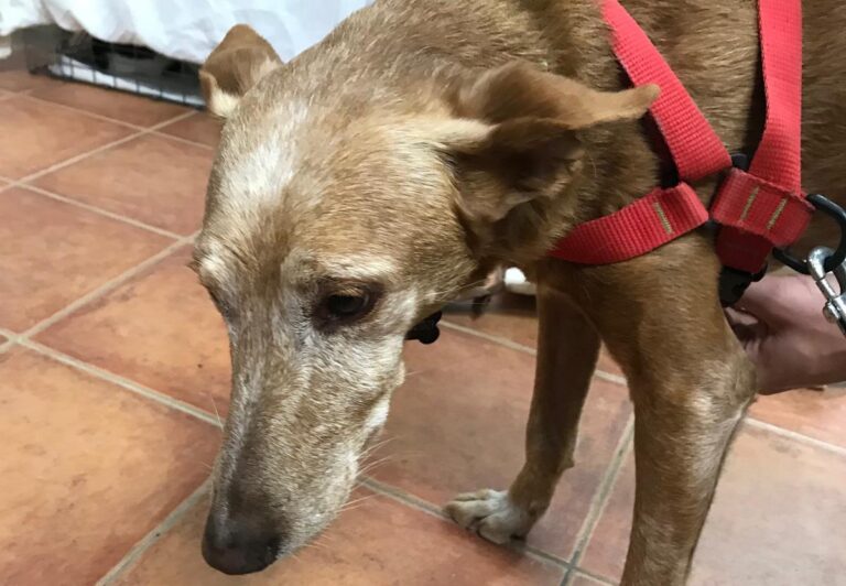 multimedia-foto70022-528-1