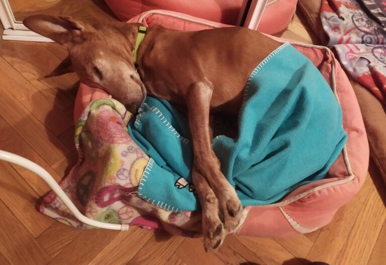 multimedia-foto70024-528-1