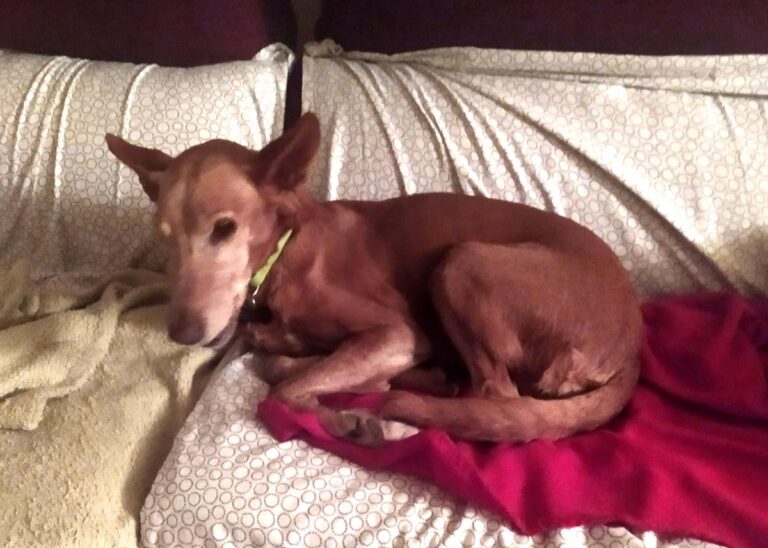 multimedia-foto70026-528-1