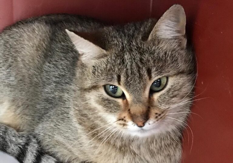 multimedia-foto70064-140-1