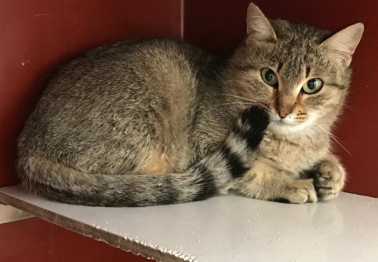 multimedia-foto70065-140-1