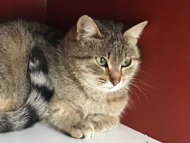 multimedia-foto70066-141-1