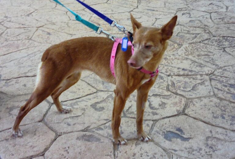 multimedia-foto70126-479-1