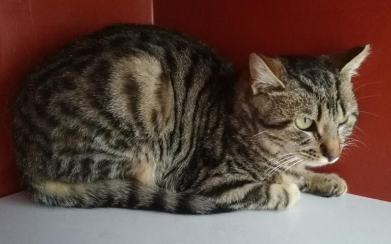 multimedia-foto70264-688-1