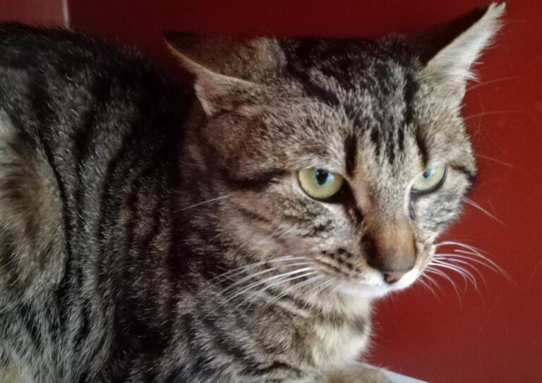 multimedia-foto70265-689-1