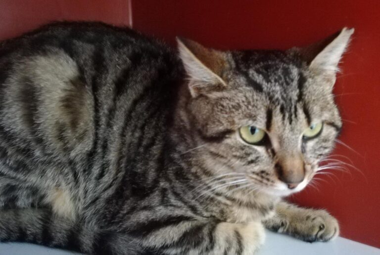 multimedia-foto70266-689-1