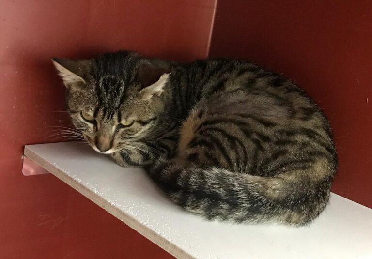 multimedia-foto70275-96-1