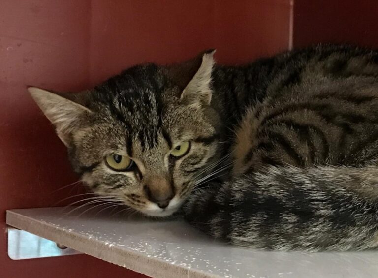 multimedia-foto70276-96-1