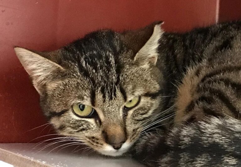 multimedia-foto70277-97-1