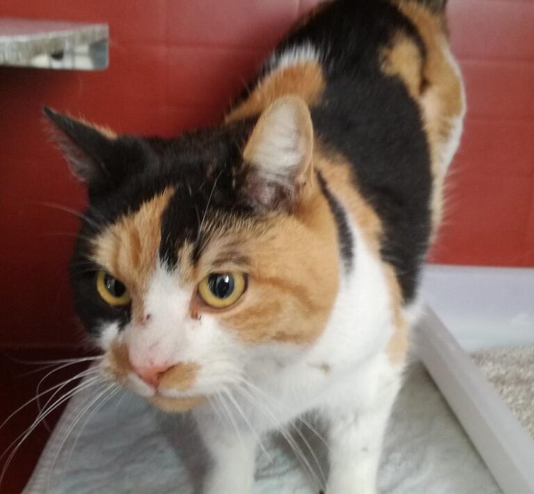 multimedia-foto70306-194-1