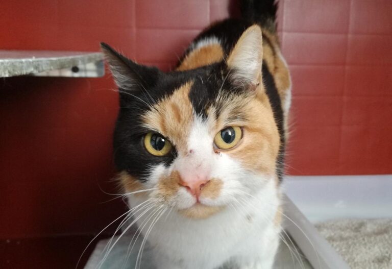 multimedia-foto70307-194-1