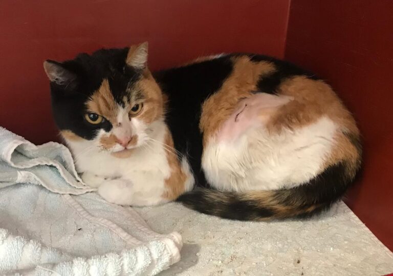 multimedia-foto70309-194-1