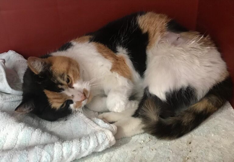 multimedia-foto70310-195-1