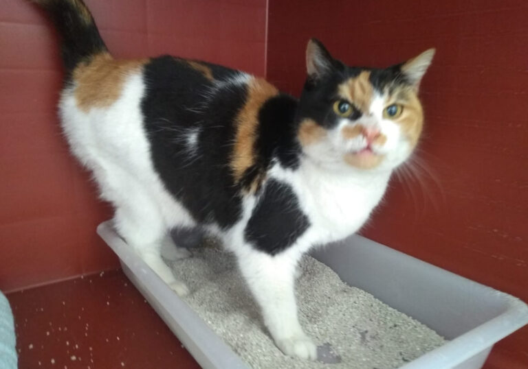 multimedia-foto70416-504-1