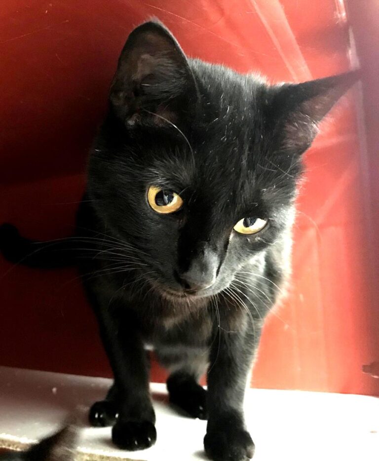 multimedia-foto70462-323-1