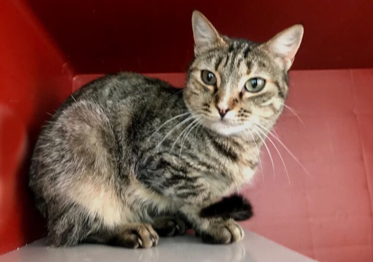 multimedia-foto70469-481-1