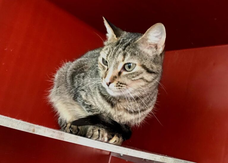 multimedia-foto70470-481-1