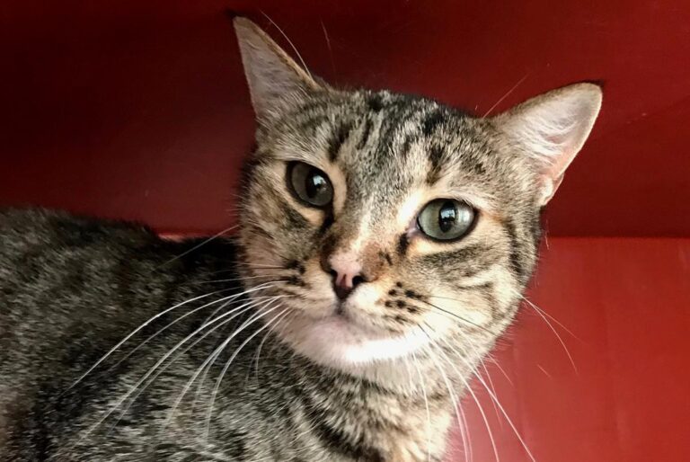 multimedia-foto70471-481-1