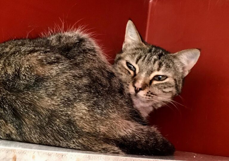 multimedia-foto70473-482-1