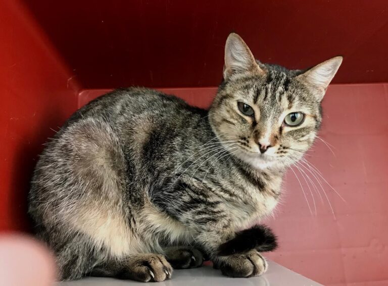 multimedia-foto70474-482-1