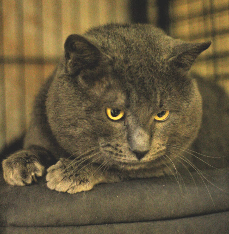 multimedia-foto70493-293-1