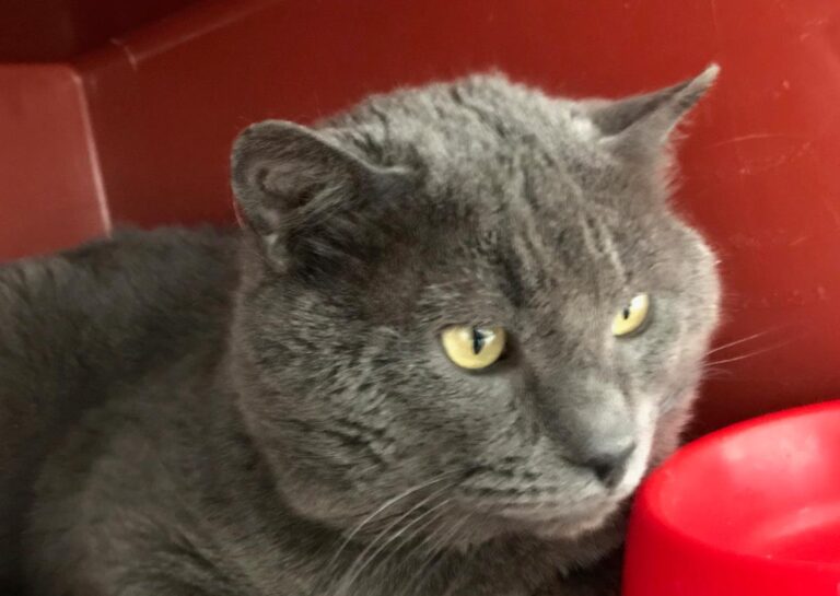 multimedia-foto70495-293-1