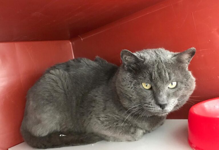 multimedia-foto70496-294-1