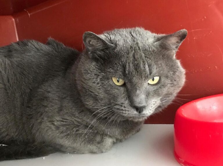 multimedia-foto70497-294-1