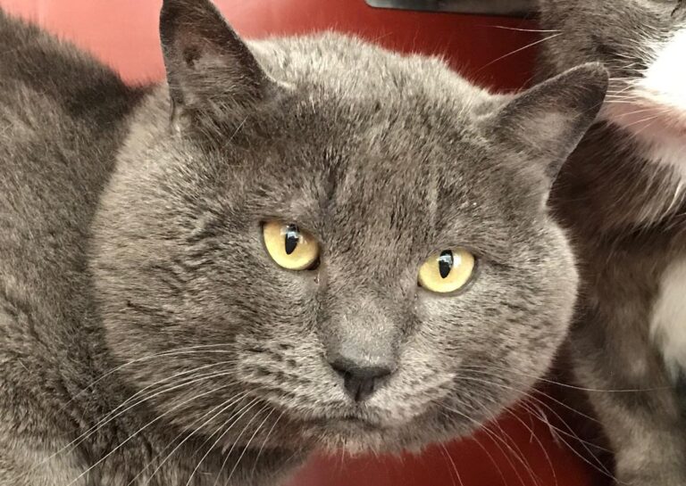 multimedia-foto70498-294-1