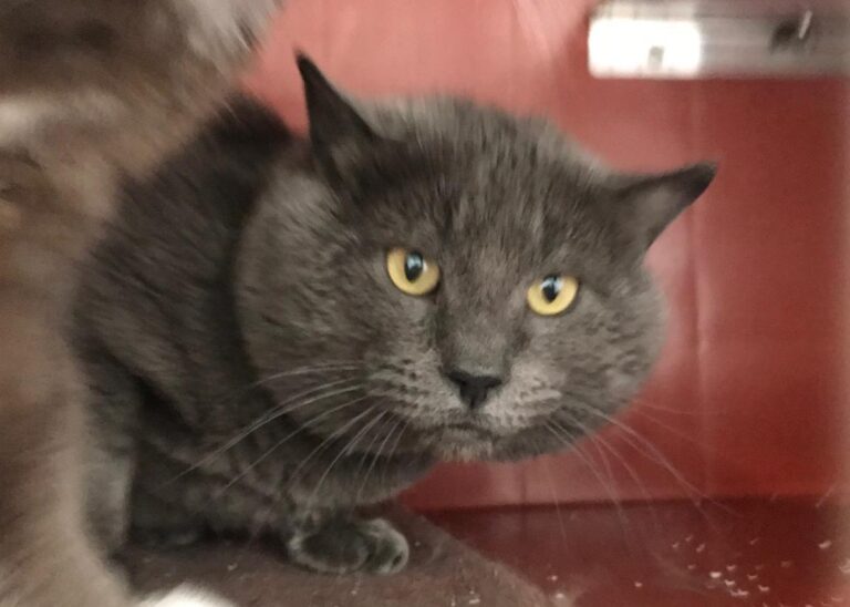 multimedia-foto70499-294-1