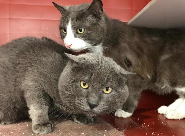 multimedia-foto70524-554-1