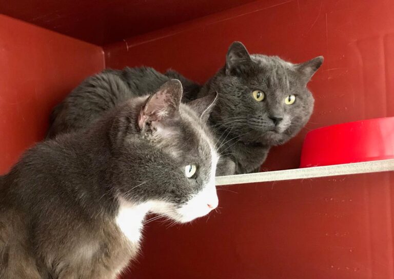 multimedia-foto70525-554-1