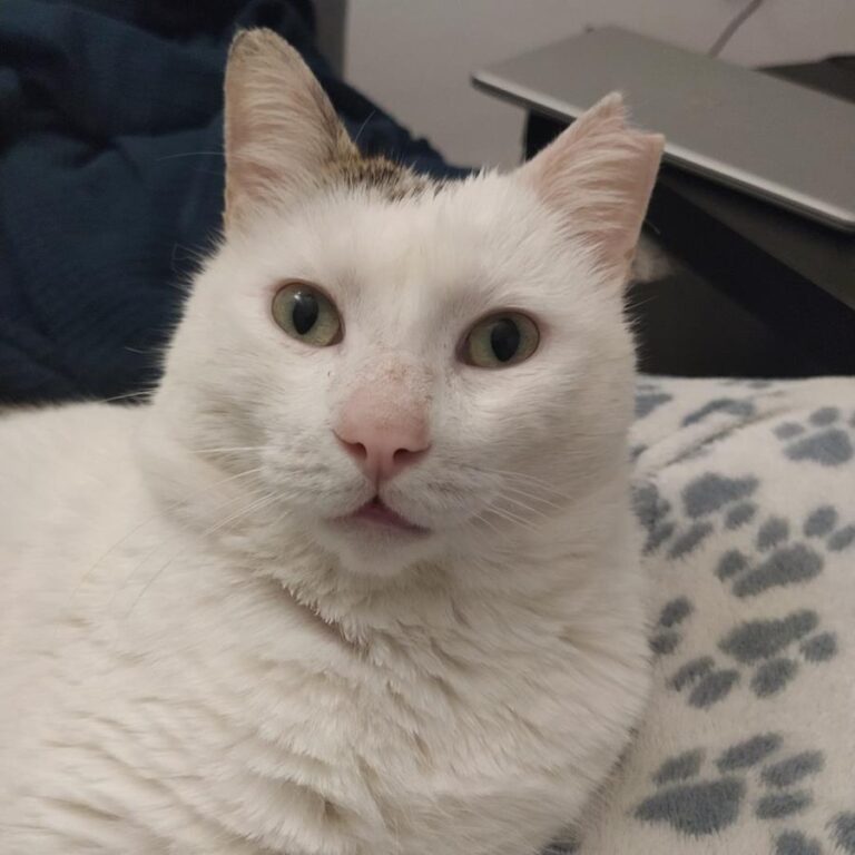 multimedia-foto70587-460-1