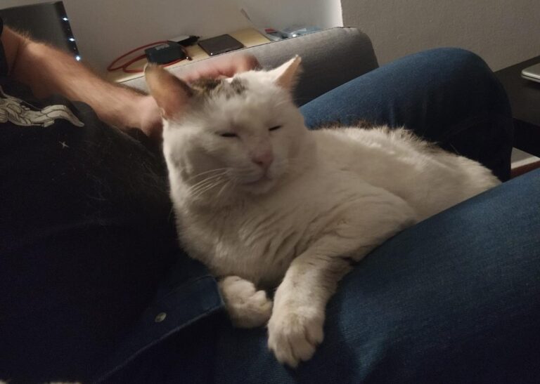 multimedia-foto70588-460-1