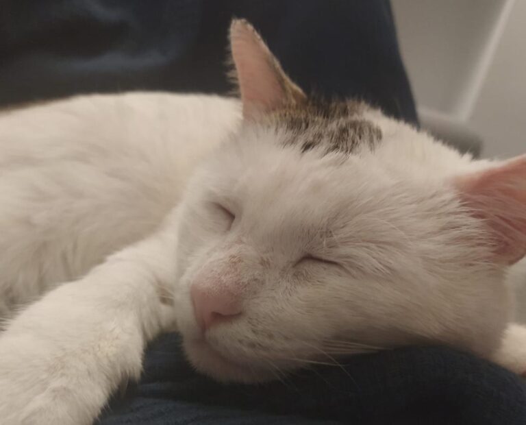 multimedia-foto70589-460-1